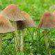 sunco_grass_mushrooms
