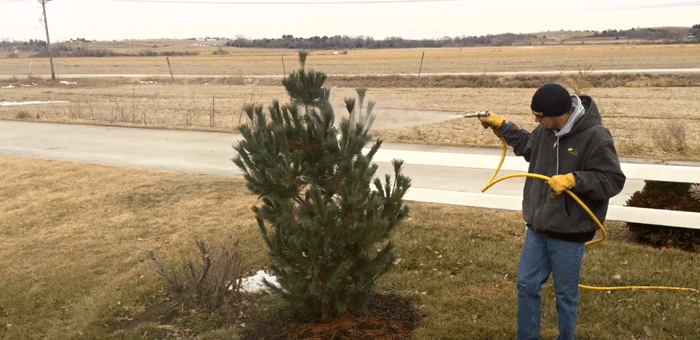 Anti-Desiccant Treatments: Winter Care for Your Trees & Shrubs