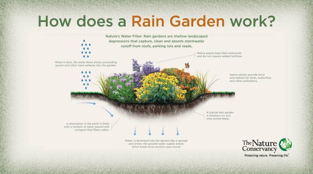 Rain Gardens: Nature's Water Filter - Graph illustrating how rain gardens work