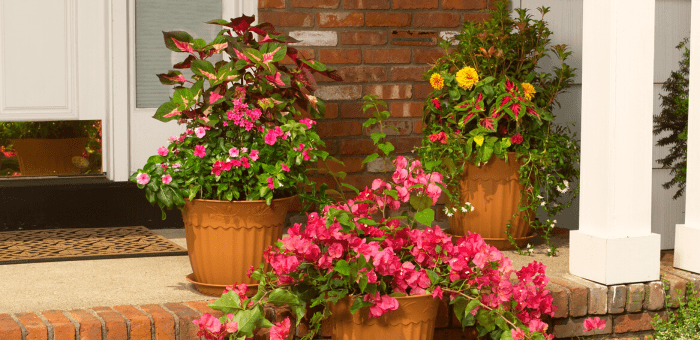 outdoor potted plants A Guide to Taking Care of Outdoor Potted Plants