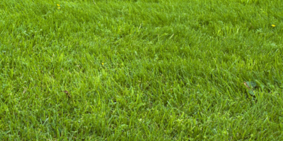 green lawn after natural aeration treatment