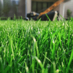 naturally aerated lawn