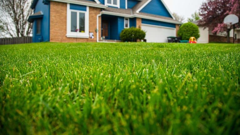 image to show why is my grass not growing post