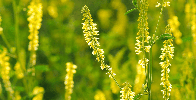 Common Weeds In Nebraska