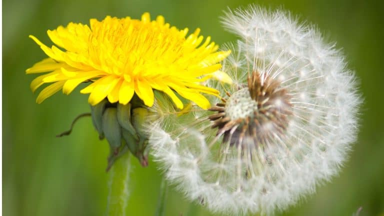 are dandelions weeds post on SunCo