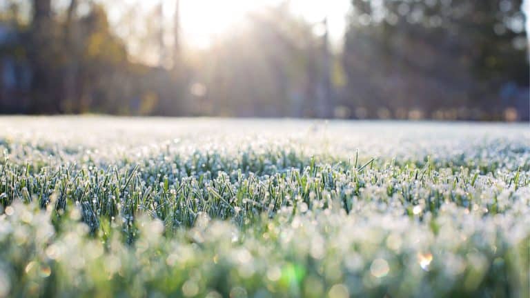 photo showing frost heave on a lawn