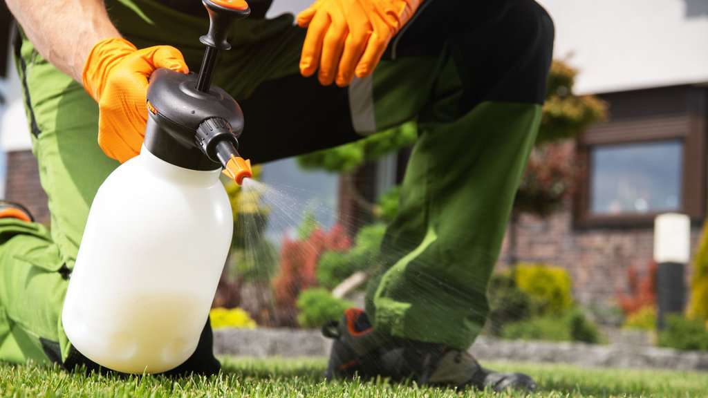 How To Handle Lawn Weed Control [Effectively]
