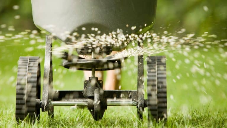 photo showing a fertilizer spreader dropping pre-emergent weed control