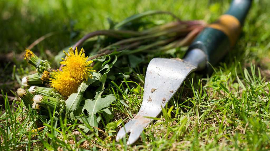 Midwest Lawn Weeds: Identification, Control, and Prevention Tips