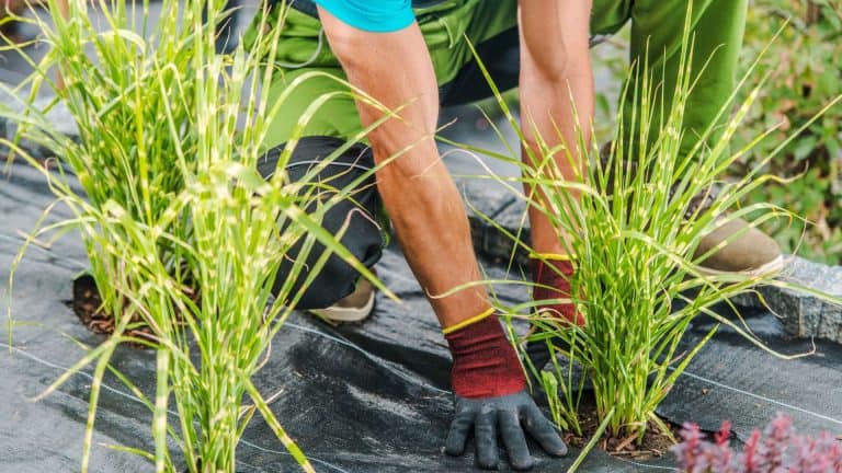 header image for weed control fabric post on the SunCo blog