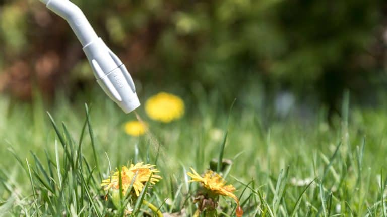 image showing a photo of somebody spraying weed control for lawns