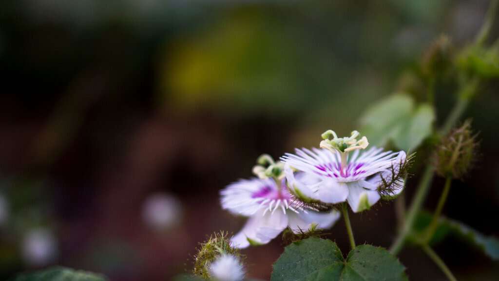 A Landscapers Guide to Common Weeds With Purple Flowers