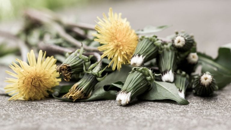 header image for what kills weeds naturally post on SunCo