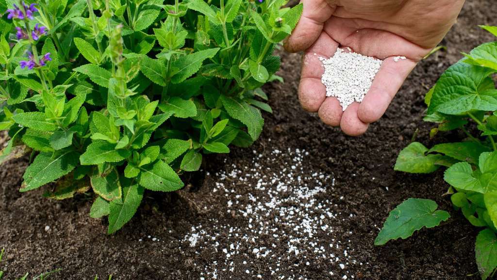 Garden Essentials: How to Choose the Best Garden Fertilizer