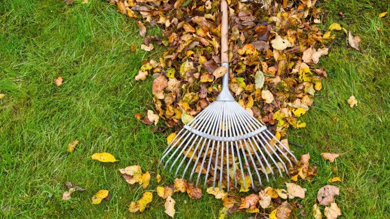 an image showing a person raking leaves off a lawn to make room for fall fertilizer