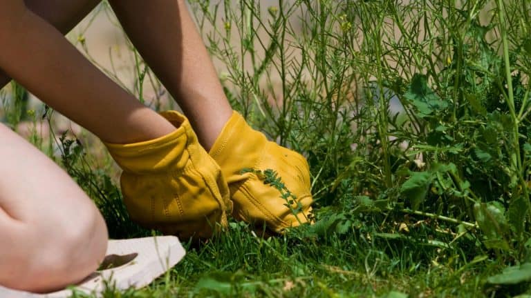 an image showing a person undergoing garden weed control
