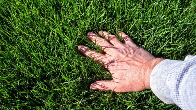 image showing a man running his hand on top of grass - for organic lawn fertilizer post on SunCo