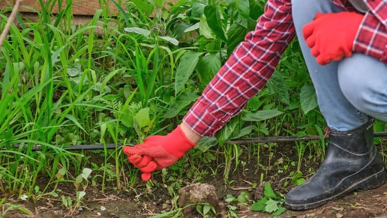 an image showing organic weed control