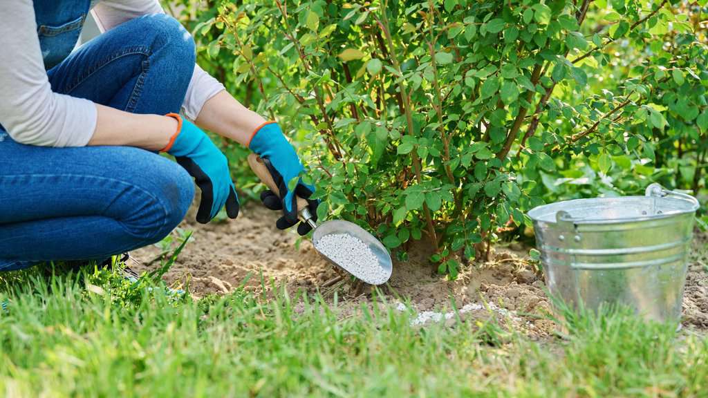 How & When to Use Shrub Fertilizer for Your Lawn