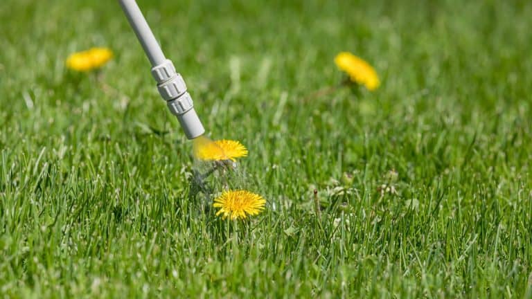 an image showing what kills weeds permanently - a sprayer spraying a dandelion