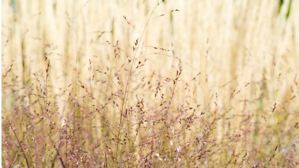 image showing switchgrass in a field