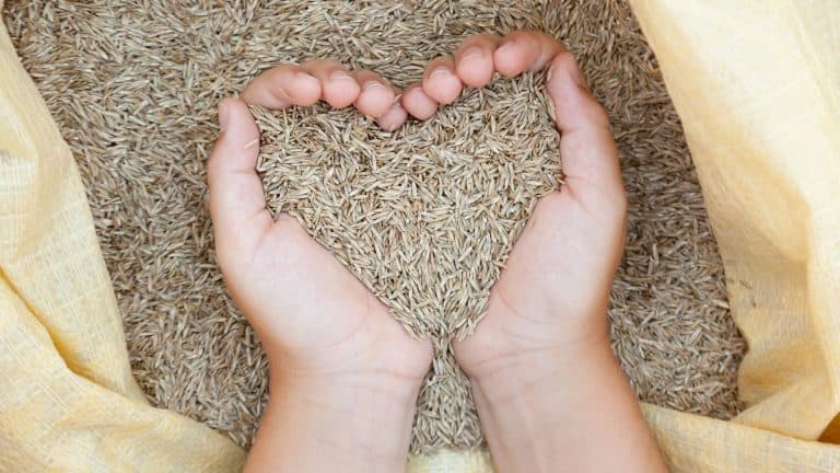 image showing the best grass seed options being held in somebody's hands