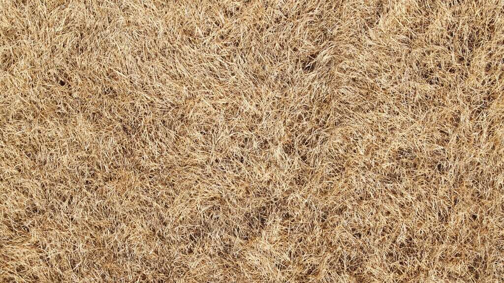 image showing dead grass or dormant grass in a lawn - all brown and none is green