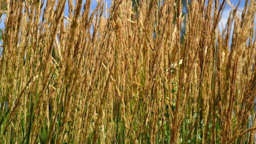 image showing feather reed grass