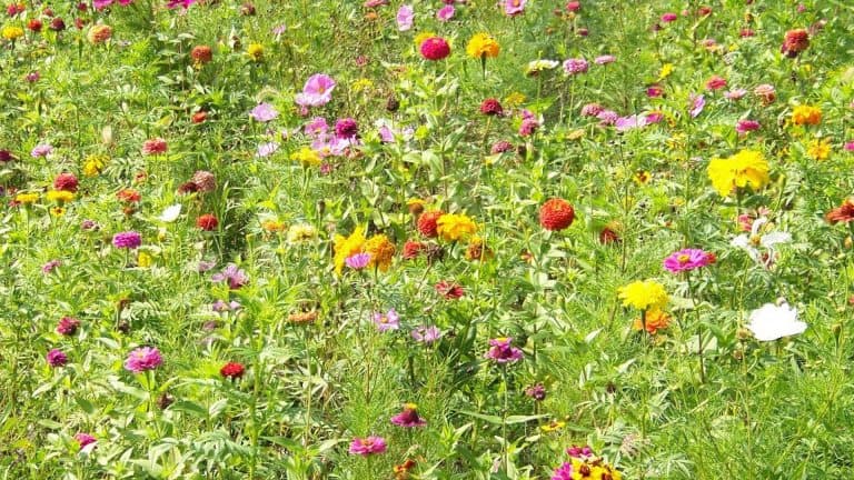 header image for grass weeds identification pictures post on SunCo blog