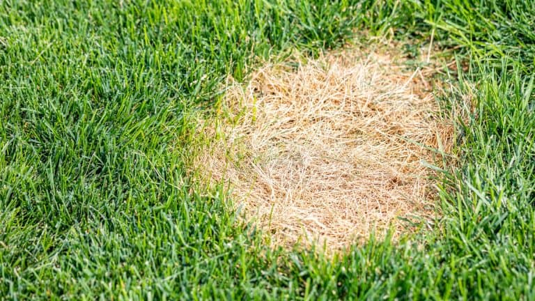 image showing a bare spot in a lawn to illustrate how to kill grass