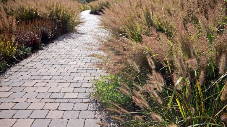 image showing ornamental grass along a sidewalk path