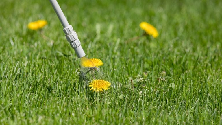 image for the best weed killer that won't kill grass post on SunCo blog