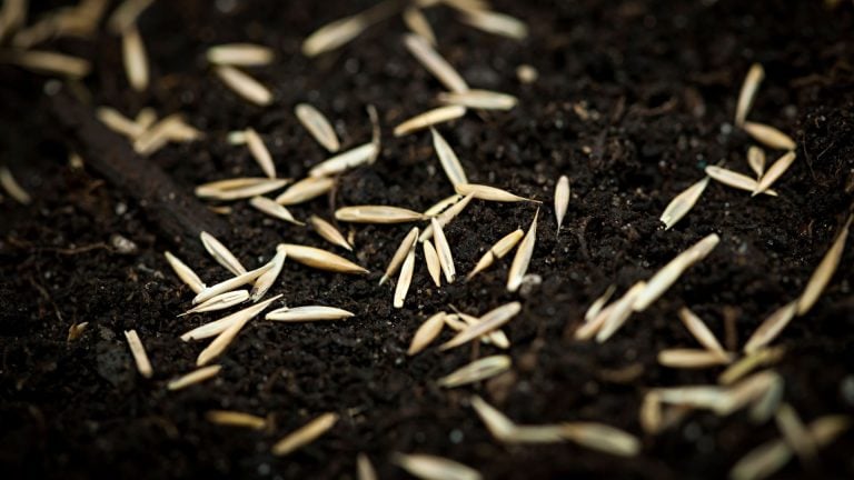 an image showing grass seed in dirt for the featured image on when to plant grass seed post on sunco blog