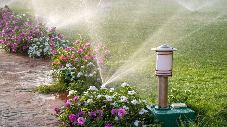 header image for worst time to water grass post on SunCo blog