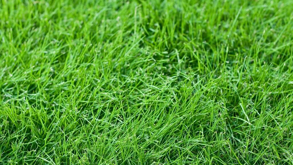 image showing fescue grass