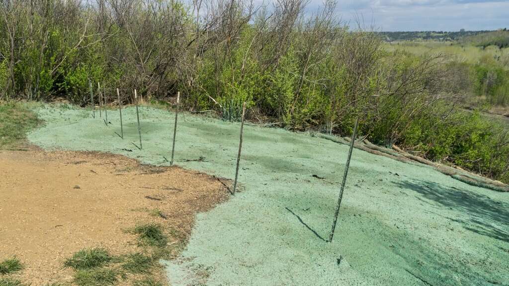 Spray Grass Seed: The Smart Way to Grow a Lush Lawn