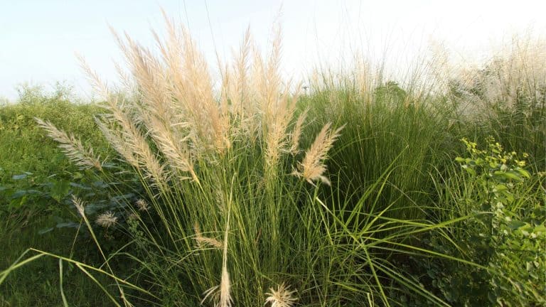image showing tall grass plants