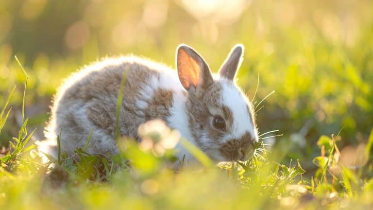 header image for what eats grass post on sunco lawns website