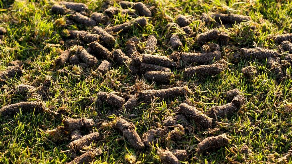 image of core aeration plugs on a lawn