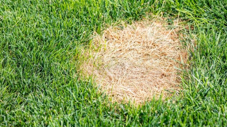 image showing will vinegar kill grass